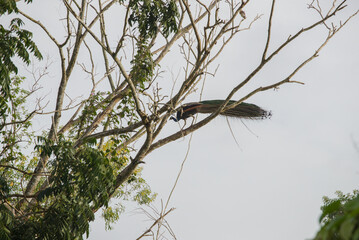 Peacock perched on tree branch