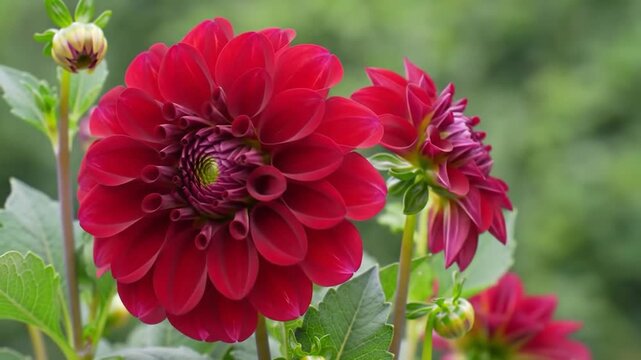 Closeup red dahlia flower bloom