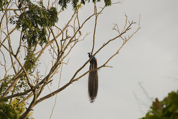 Peacock perched on tree branch