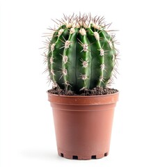 Round cactus in terracotta pot against white background