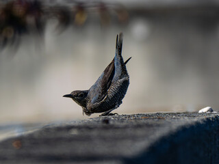 イソヒヨドリ　メス