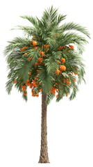 Tall Date Palm Tree with Orange Dates on white background. 