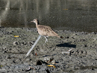 チュウシャクシギ