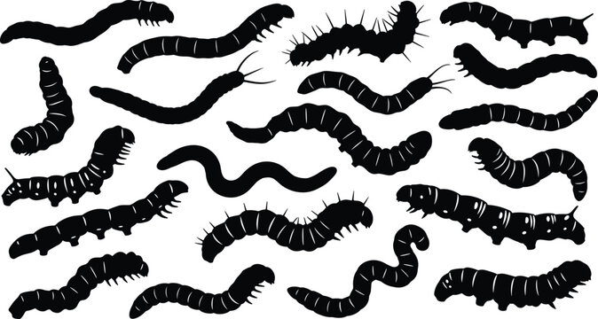Caterpillar silhouettes collection, worm insect species, crawling larvae, entomology art, vector illustration, nature design, wildlife icon, garden pest, bug pattern, segmented body