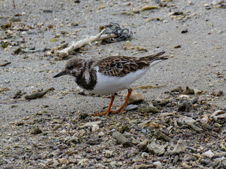 キョウジョシギ