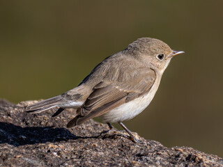 ニシオジロビタキ