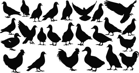 Poultry and waterfowl silhouettes, chicken duck pigeon species, bird icon set, vector illustration, nature art, farm animal, avian design, wildlife fauna