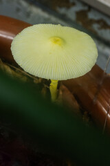 コガネキヌカラカサタケ