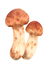 Fototapeta premium 松茸 水彩イラスト PNG 透過背景