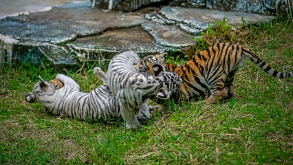 These are tiger cubs playing together