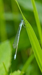Damselfly on blade of grass