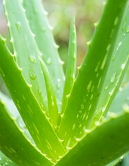 Close-up of succulent plant with water droplets