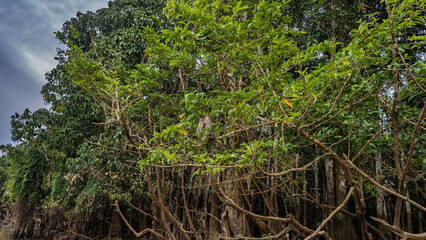Fototapeta premium A fluffy long-tailed wild monkey sits on a tree branch, peering through the leaves. Rain forest jungle thickets, sky, clouds. Malaysia. Borneo. Sandakan. Kinabatangan River Nature Reserve.