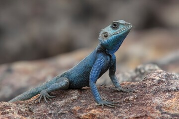 Obraz premium A blueheaded lizard scales detailed perched on a textured rock against a blurred background