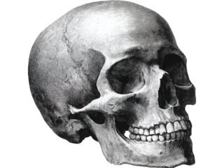 Detailed vintage engraving of a human skull profile, Isolated On White Background, Png Transparent