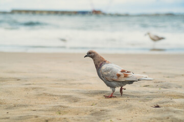 A pigeon strolls on the soft sandy beach while waves wash ashore. The cloudy sky hints at an overcast day, creating a serene atmosphere at a coastal site.