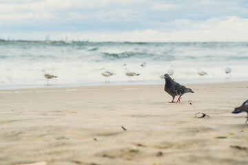 A pigeon strolls on the soft sandy beach while waves wash ashore. The cloudy sky hints at an overcast day, creating a serene atmosphere at a coastal site.