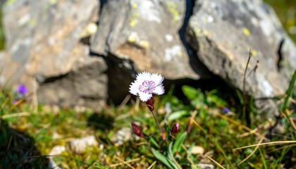 Close-up of a white and purple wildflower near rocks