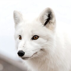 Close-up of Arctic Fox