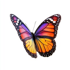 Fototapeta premium Vibrant butterfly in flight, colorful wings, isolated on white