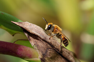 Bees are perched on orchid flowers to find pollen.