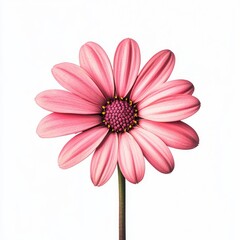 Single, vibrant pink flower, centered on white background
