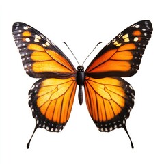 Fototapeta premium Monarch butterfly, wings spread, vibrant orange and black