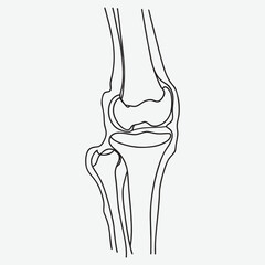 Human knee joint bone line art.