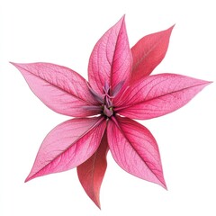 Vibrant pink flower, star-like shape, detailed petals,  isolated on white background