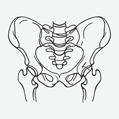 Human pelvis bone line art.