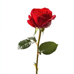 Single crimson rose with leaves on a long stem, isolated against white