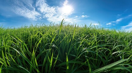 Fototapeta premium Lush green grass field under a vibrant blue sky (3)