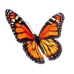 Fototapeta premium Monarch butterfly, orange and black wings, isolated white background