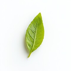Single vibrant green leaf, sharply focused against a bright white background