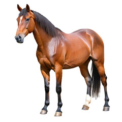 Obraz premium Horse isolated equestrian animal PNG icon isolated with transparent background