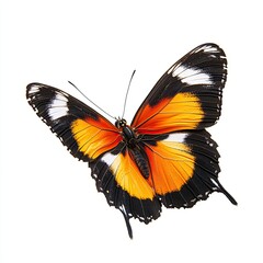 Fototapeta premium Vibrant orange and black butterfly, wings outstretched, isolated on white
