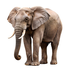 Obraz premium Elephant large wild mammal PNG icon isolated with transparent background