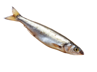 Fresh raw smelt fish isolated on transparent background, a small silver seafood ingredient for healthy nutrition and delicious meal preparation