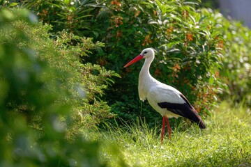 Naklejka premium Stork with red legs and beak stands in green grass and vegetation