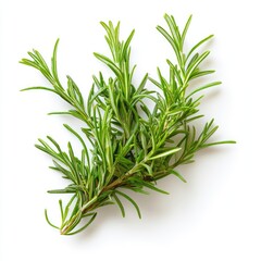 Fresh rosemary sprigs arranged on a white background
