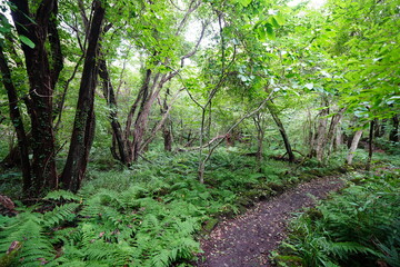 autumn forest and path in the gleaming sunlight