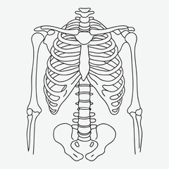 Human skeleton upper body line art.