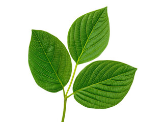 Obraz premium Three vibrant green leaves on a black background nature botany, Isolated On White Background, Png Transparent