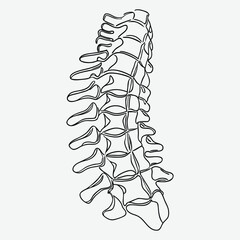 Human spinal vertebrae line art.