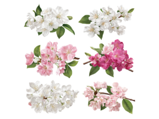 Six delicate spring blossoms white pink apple flowers, Isolated On White Background, Png Transparent