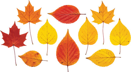 Vibrant autumn leaves collection