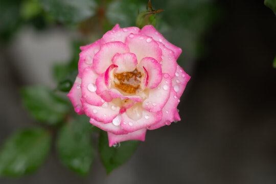 Rosas con brisa en jard&iacute;n