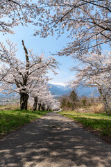 Obraz premium 鵜山の桜並木