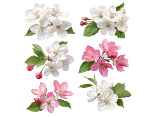 Six delicate apple blossoms isolated on black background, Isolated On White Background, Png Transparent