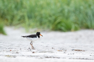 Young Eurasian oystercatcher, Haematopus ostralegus standing on the beach in Northern Norway, Europe